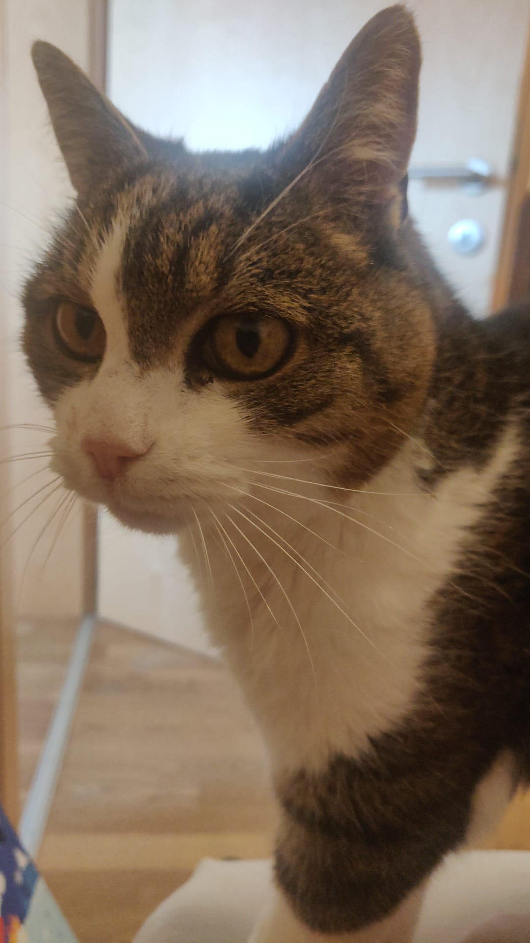 Foto einer Katze mit dem Namen Gatze